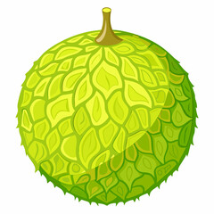 bulging breadfruit sphere  isolated on white