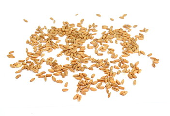 spelt grain isolated on white background