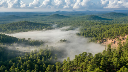 Morning mist over pine forest, mountain vista