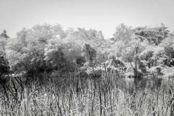 Infrared photography, a landscape featuring a still body of water surrounded by trees and dense...