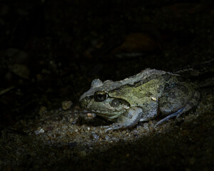 Wildlife in Madagascar, endemic reptiles