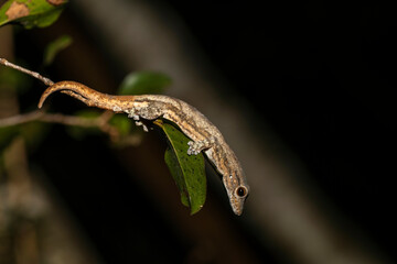 Wildlife in Madagascar, endemic reptiles