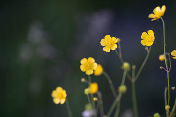Obraz premium Close-up of meadow buttercup in nature with blurry backround in Finland on summer evening