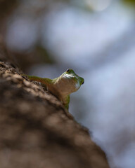 Wildlife in Madagascar, endemic reptiles