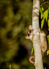 An endemic lemur in Madagascar