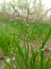 closeup of Lush green grass field swaying in the wind on a bright summer day