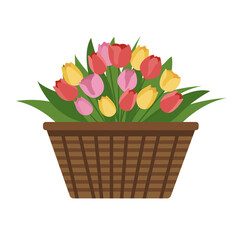 Colorful tulips in basket. Beautiful spring flowers bouquet. Vector  flat illustration.