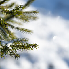 Cold season closeup photo of branches of a spruce tree with snow backround on a bright winter day.