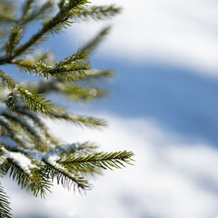 Cold season closeup photo of branches of a spruce tree with snow backround on a bright winter day.
