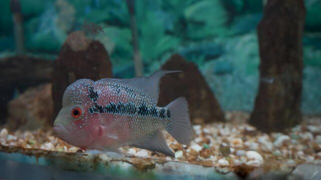 Flowerhorn Cichlid (Amphilophus hybrid) in Aquaworld Aquarium, Dehradun Zoo