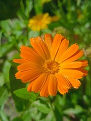 yellow flowers on a green blur background