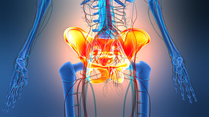 Human Skeleton System Pelvic Girdle Bone Joints Anatomy
