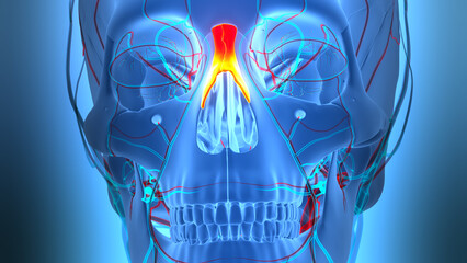Human Skeleton System Skull Bone Joints Nasal Bones Anatomy