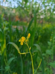 yellow flowers on a green blur background
