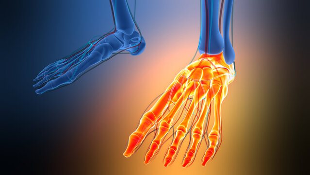 Human Skeleton System Foot Bone Joints Anatomy