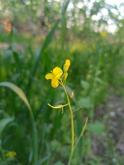 yellow flowers on a green blur background