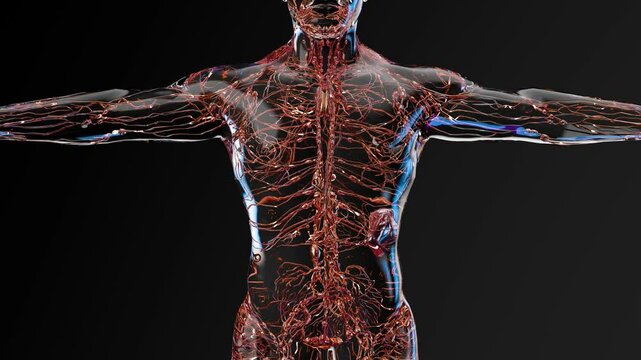 Lymphatic system with lymph vessels and nodes Anatomy, Medical Concept of Circulation of lymphatic fluid, lymphoid system on black background, pathology reference, 3d render