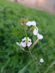white flowers in the garden