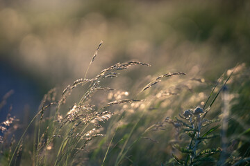Beautiful closeup of wild meadow with peaceful and ambient feeling. Sunlight coming from the back. Strong bokeh. Horizontal image.