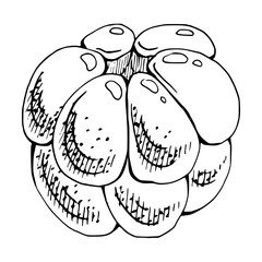 Cloudberry raspberry sloe fruit hand drawn vector ink, forest berry dewberry boysenberry mulberry loganberry. Botanical isolated element illustration. Restaurant, cafe menu, wedding, farmers market