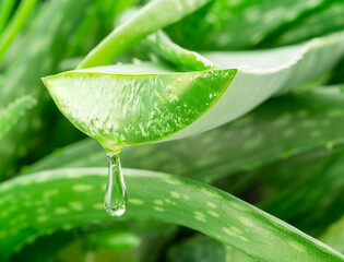 Fototapeta premium Aloe gel dropping from fresh aloe vera leaf cut. Aloe Vera plant at the background.