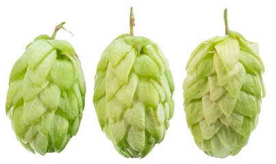 Fresh green hops or hop cone flowers with leaves on white background. File contains clipping path.