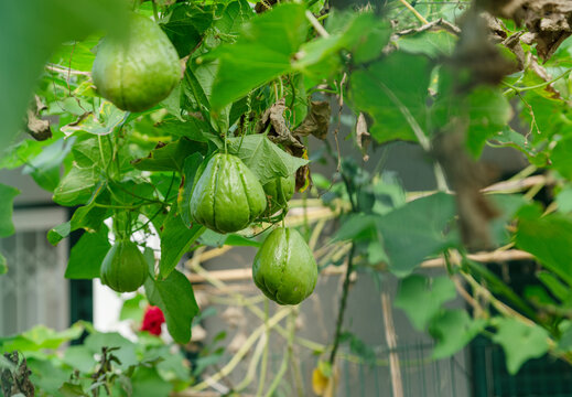 Chayote fruits growing on wines in the garden.