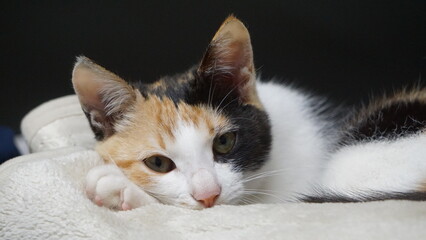 保護猫、うたた寝する
