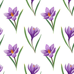 seamless pattern with crocus flower in violet color, hand drawn in watercolor, isolated on white. botanical illustration. Elements for cards, textile, prints, wedding design
