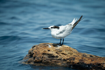 Sandwich Tern (Sterna sandvicensis), Costa Rica