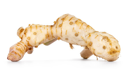 Close up of fresh galangal aka ginger root, isolated on a white background.