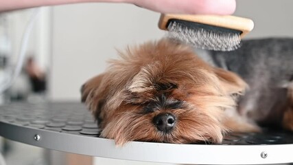 Yorkshire terrier enjoying professional blow-dry session after refreshing bath. Groomer carefully dries soft fur, ensuring comfortable, relaxing grooming experience. Trust between dog and groomer