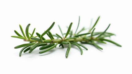 Fototapeta premium Fresh Rosemary Sprig with Deep Green Needles