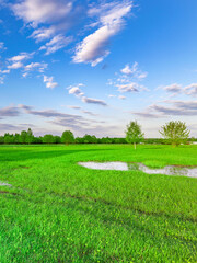 Field of grass with a few trees in the background