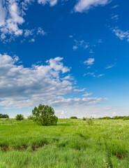 Obraz premium Field of grass with a tree in the middle and a clear blue sky