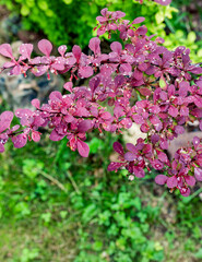 Branch of a plant with pink flowers and some water droplets on it