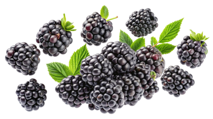 Falling Blackberries with Fresh Mint Leaves transparent background-Falling blackberries with fresh green mint leaves, captured in mid-air, showcasing their rich texture and vibrant color.