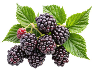 Fresh Blackberries with Green Leaves Isolated on transparent background-Close-up of fresh, ripe blackberries with lush green leaves on a black background, showcasing vibrant color and detail.