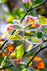 rose flower plant in winter with ice