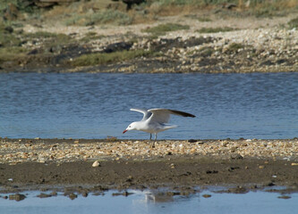 Corsican Gull - Audouin's Gull Larus audouinii Stintino, Casaraccio Lagoons, Sassari, Sardinia, Italy...