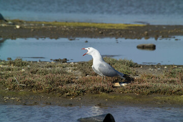 Corsican Gull - Audouin's Gull Larus audouinii Stintino, Casaraccio Lagoons, Sassari, Sardinia, Italy...