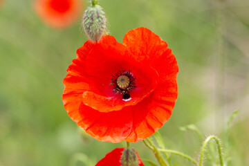  beautiful blooming red poppy flower