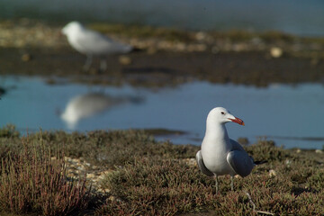 Corsican Gull - Audouin's Gull Larus audouinii Stintino, Casaraccio Lagoons, Sassari, Sardinia, Italy...