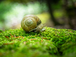 Schnecke auf moosigem Untergrund in friedlicher Natur