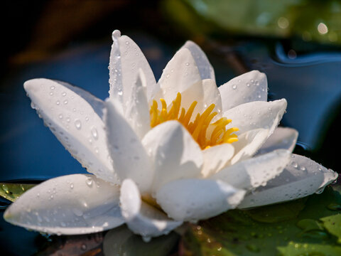 Zarte wei&szlig;e Seerose mit Wassertropfen im Sonnenlicht