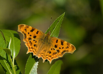 Comma Butterfly, Polygonia c-album, Nymphalidae Sardinia, Italy
