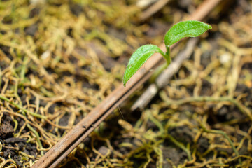 green sprout on the ground
