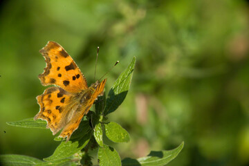Obraz premium Comma Butterfly, Polygonia c-album, Nymphalidae Sardinia, Italy
