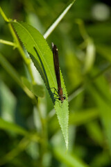 Libellula