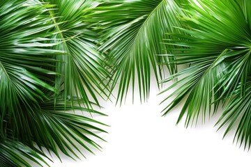 Obraz premium Hyper-realistic close-up of palm leaves on white background emphasizing texture and vibrant green color for summer tropical themes